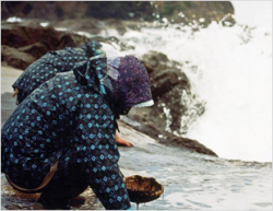 十六島海苔の収穫