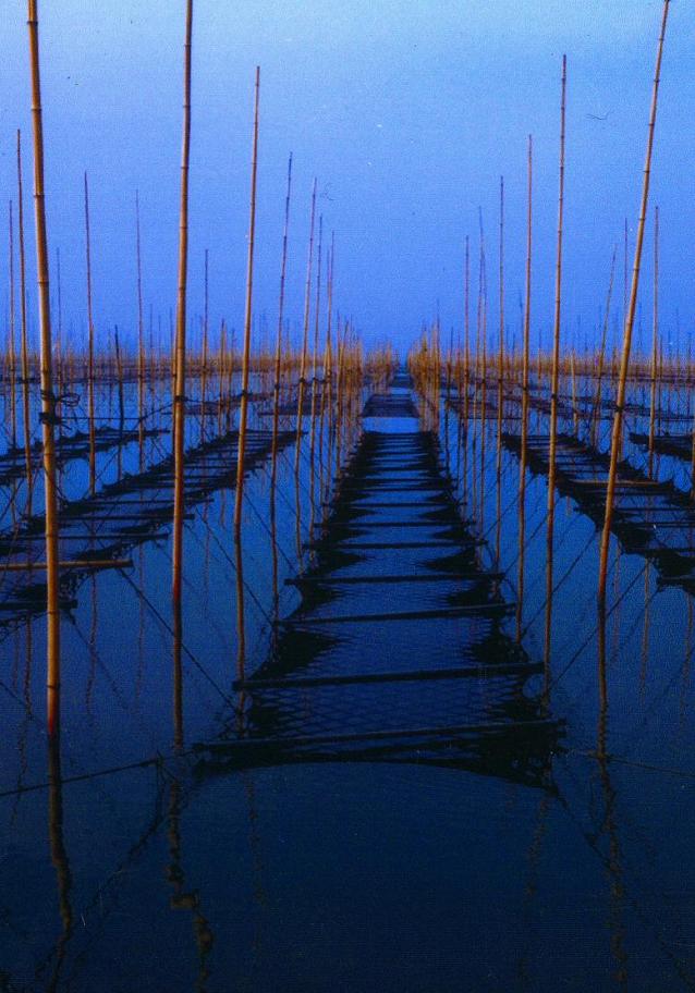 海苔が採れる海