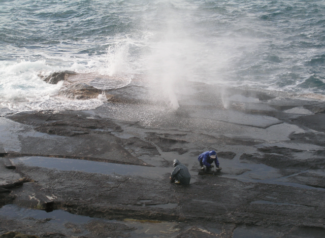 十六島海苔を岩から剥ぎ取る
